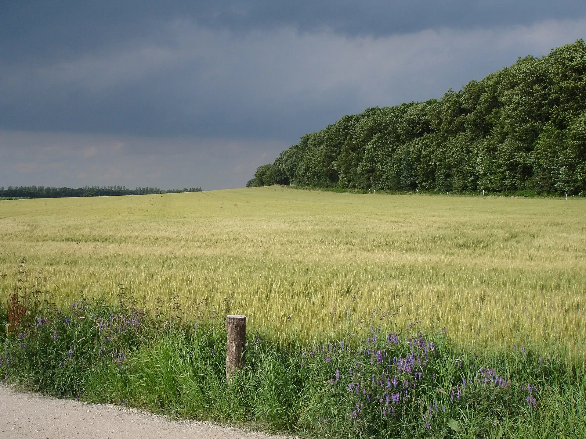 Reichswald bei Kleve